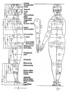 Studies on the Proportions of the Female Body