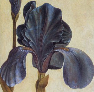 Troiana Iris (Detail)