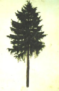 Pine Tree