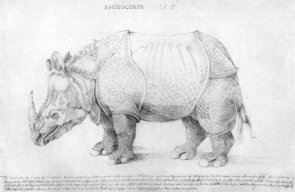 Rhinoceros 3