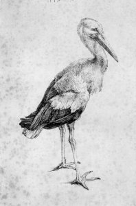 The Stork